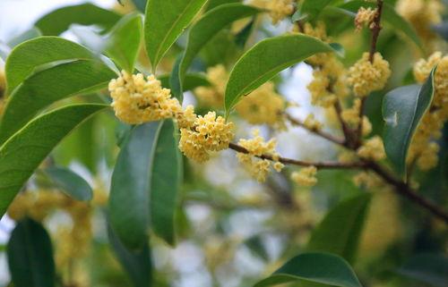 金秋桂花迟,探寻迟开之谜，品味秋日芬芳  第1张