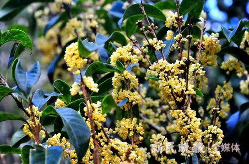 金秋桂花迟,探寻迟开之谜，品味秋日芬芳  第3张